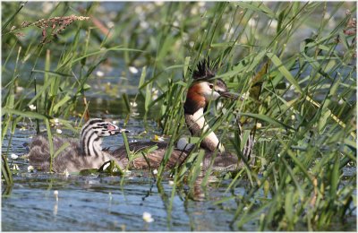 Grbe hupp et petits - great crested grebe