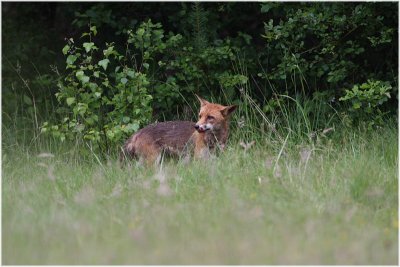 renard -  fox 3.JPG