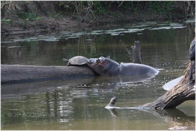 hippo et tortue - hippo and tortoise.jpg