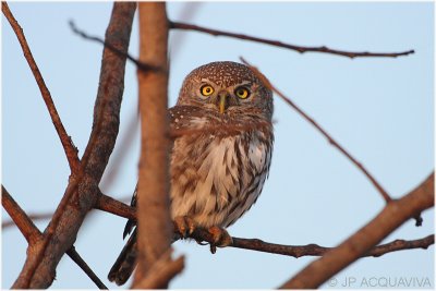 chevchette perle -  pearl spotted owlet