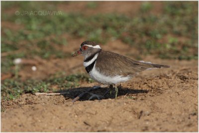 gravelot a triple collier -  three banded plover.jpg