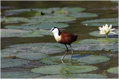 jacana 4.jpg