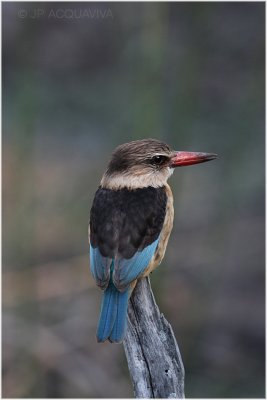 m.pcheur a tte brune - brown hooded kingfisher