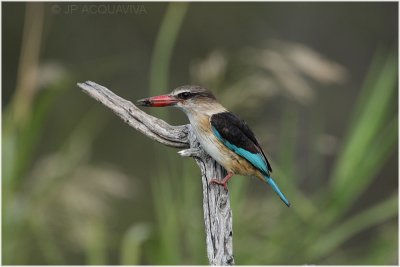 m.pcheur a tte brune - brown hooded kingfisher 