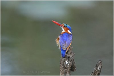 martin pcheur hupp - malachite kingfisher 3.jpg