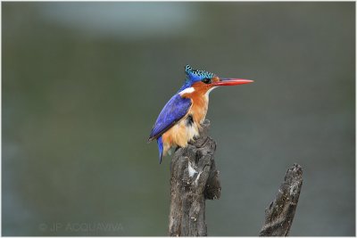 martin pcheur hupp - malachite kingfisher 4.jpg