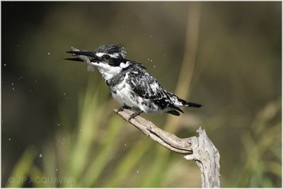 martin pcheur pie -  pied kingfisher.jpg