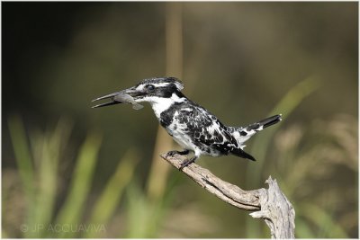 martin pcheur pie -  pied kingfisher 2.jpg