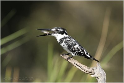 martin pcheur pie -  pied kingfisher 3.jpg