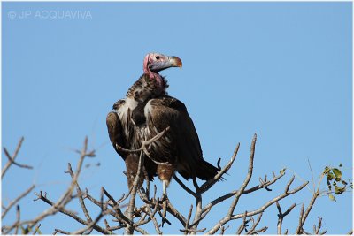 vautour oricou -  lappet faced vulture.jpg