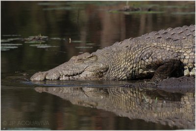 crocodile du Nil.jpg