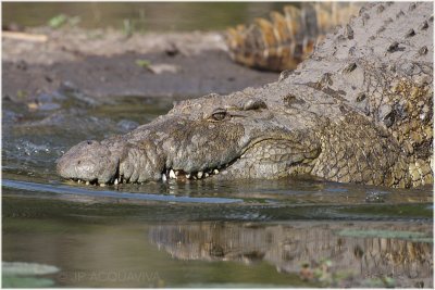 crocodile du Nil 4.jpg