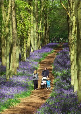 Ashridge bluebell woods