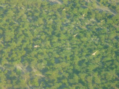 view at giraffes from the airplane