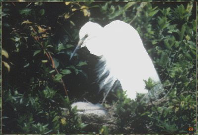 751.Kotuku.jpg