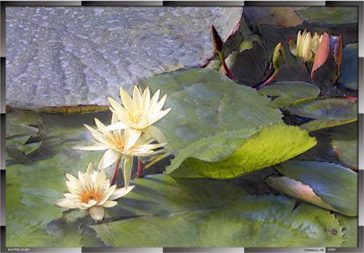 019.Waterlilies.jpg