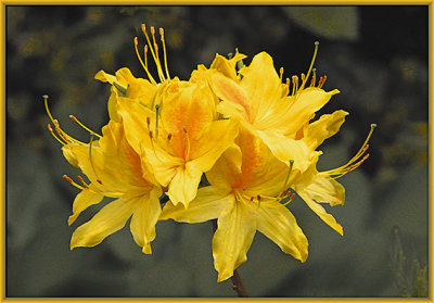 Yellow Rhodo.jpg