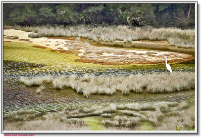 0666.Wanganui Swamp.jpg