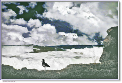 2289.Oyster Catcher, Maori Bay.jpg