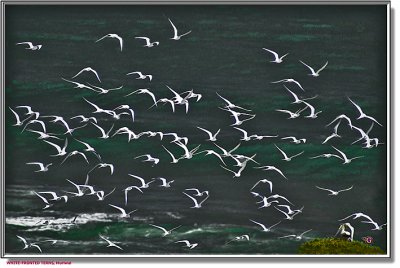 2108.Terns.jpg