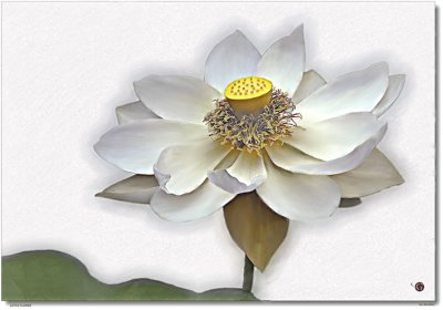 0002.White Lotus.jpg