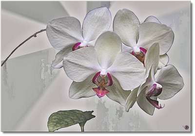 0030.Orchid.jpg