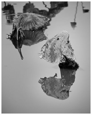 Withered Water Lily Leaf