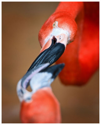 Fort Worth Zoo