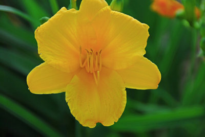 Day Lily at my backyard