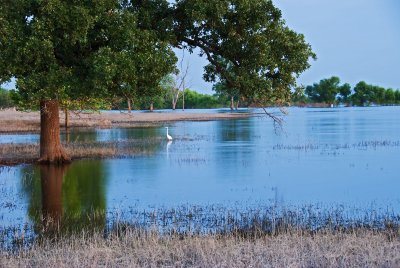 A lone crane