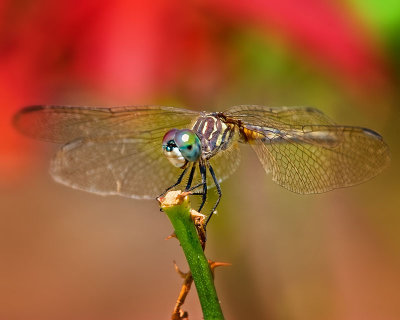 Dragonfly