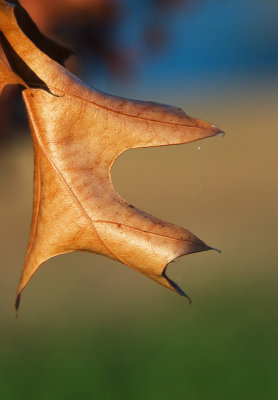 Leaf on a drown tree