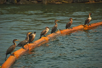 Lining up - cormorants