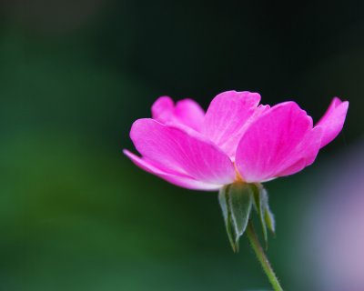 Lone flower