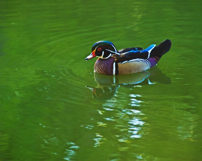 A male mandarin duck