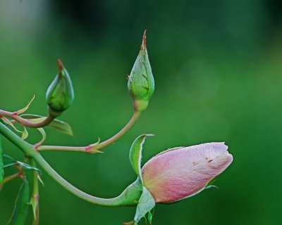 Rose buds