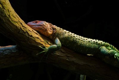 Big green lizard