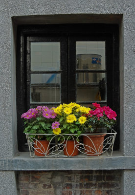 Flowers on a window