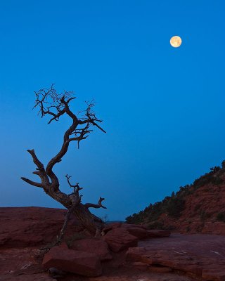 Dead tree under the moon