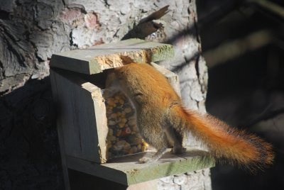 Checking Out the Groceries