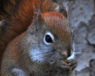 A Little Fellow Who Visits My Feeder