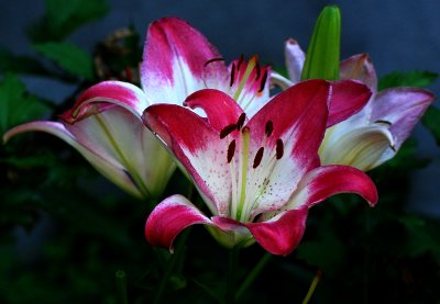 A Bunch of Lillies