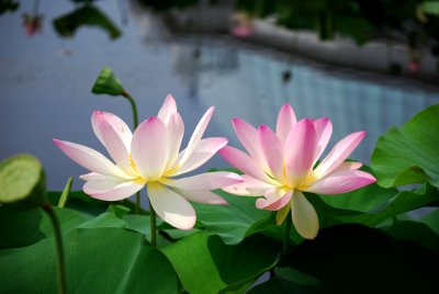 Water Lilies and More August 2009