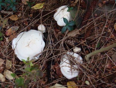 Mushrooms?