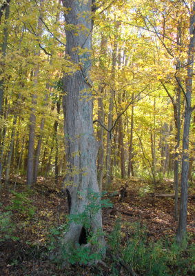That Old Tree