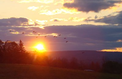 The Geese in the Sunset