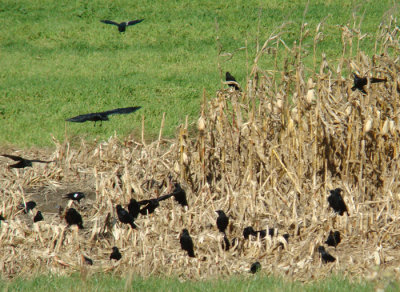 Four and Twenty Blackbirds