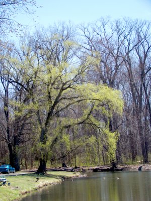 Blooming Weeping Willow