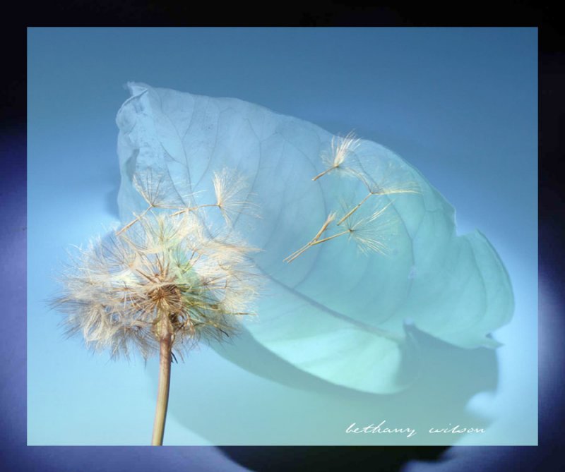 dandelion fantasy