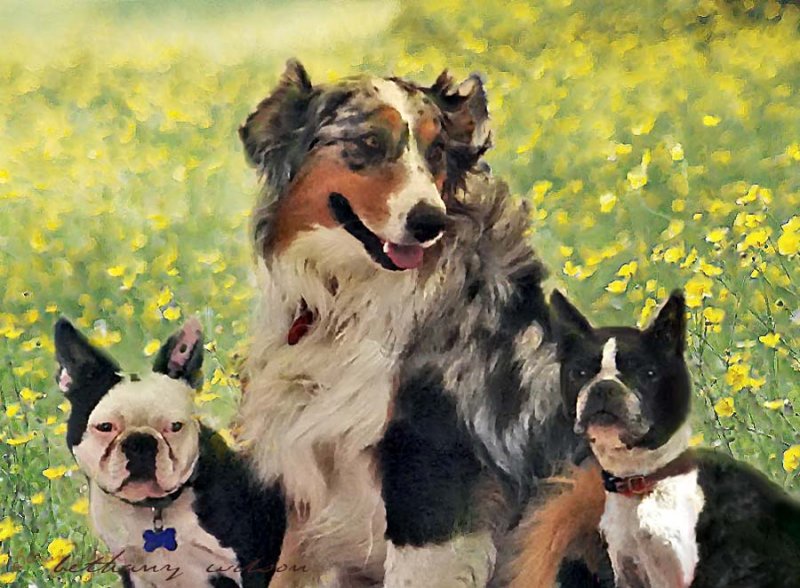 doggie portrait
